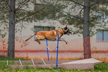 Canine Crosstraining